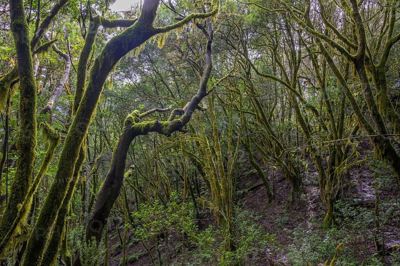 Laurel forest near El Cedro