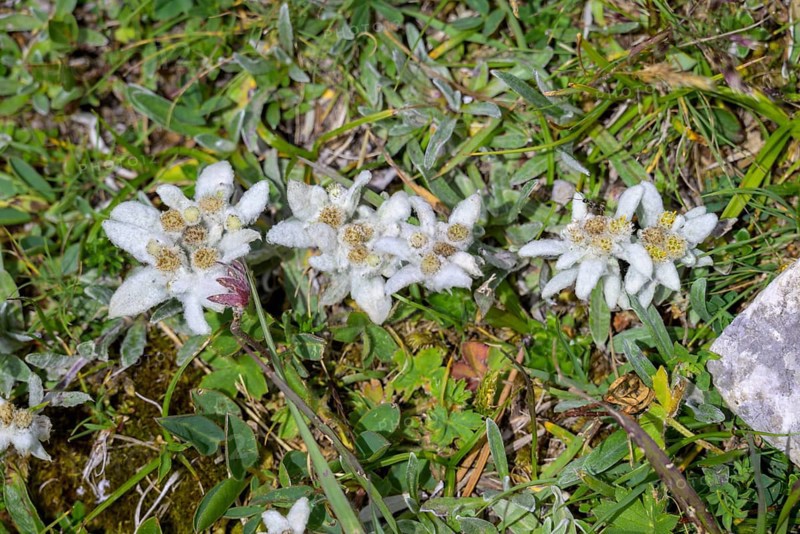 Alpine edelweiss