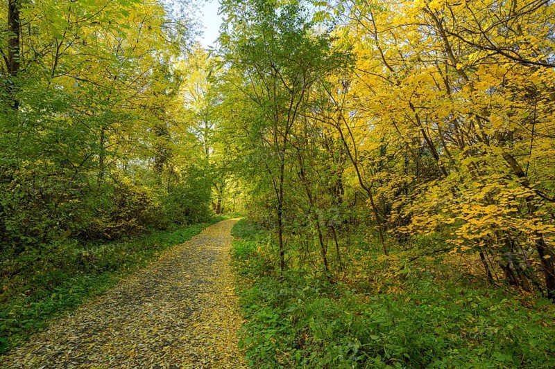 Autumn cycle path