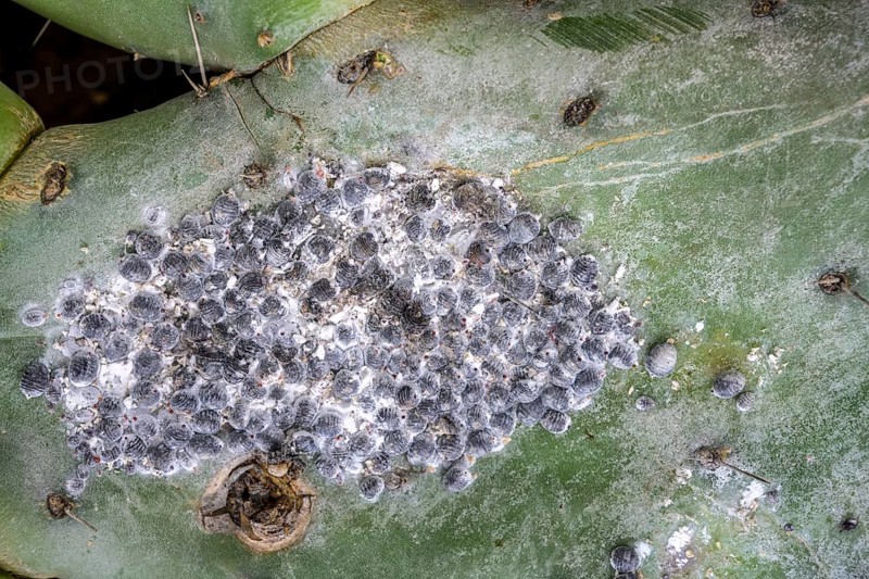 Cochineal