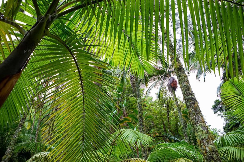 Tree ferns