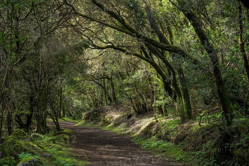 Wide hiking trail to the summit of Garajonay