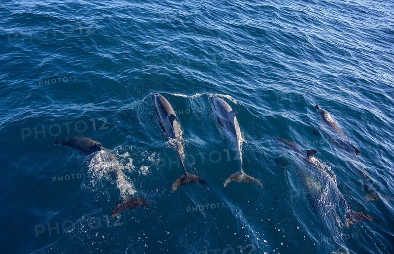 Spotted dolphins
