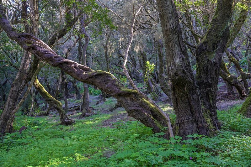 Hiking through forest at