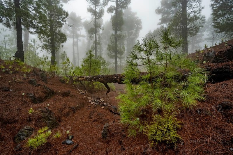 Canary island pine