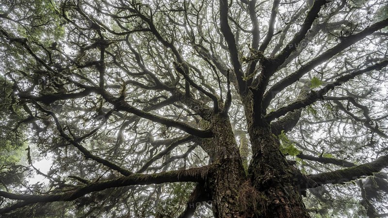 View from below of the crown of a Canary Island canary island pine