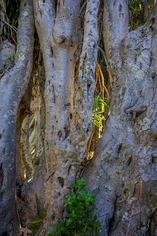 Canary canary islands dragon tree