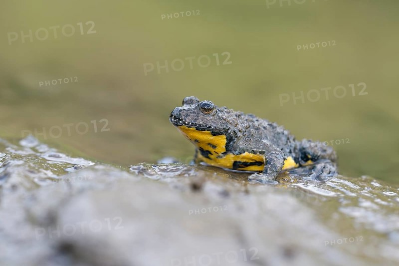 Yellow-bellied toad