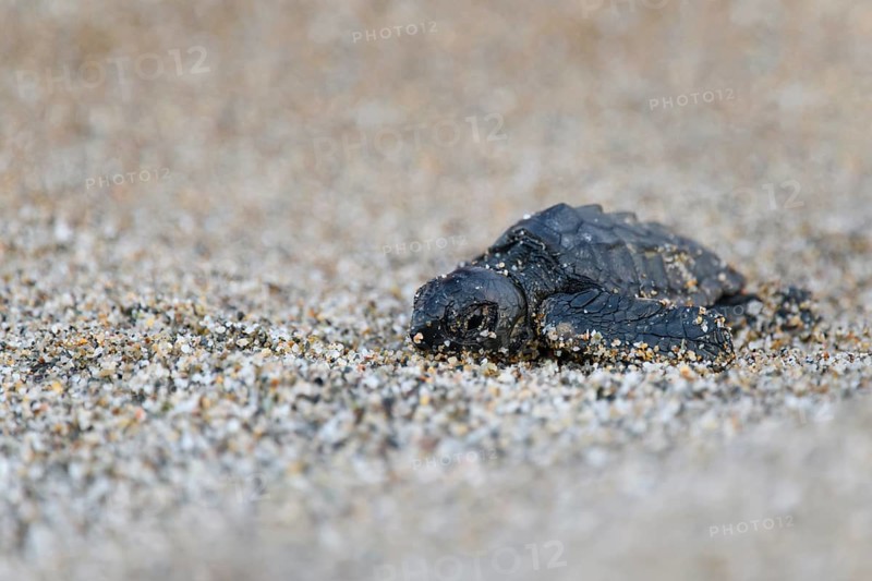 Loggerhead sea turtle