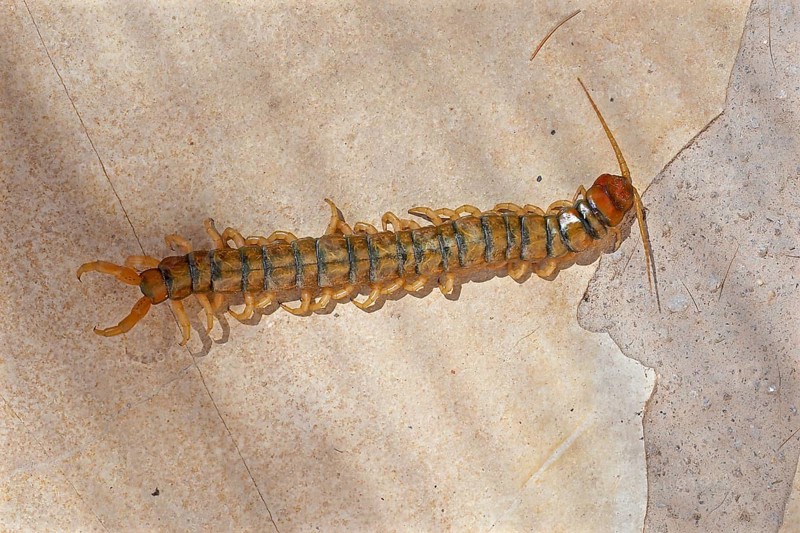 Megarian banded centipede