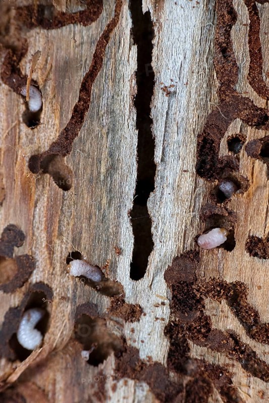 European spruce bark beetle