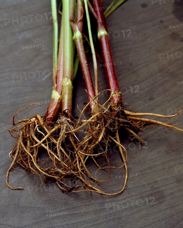 Baldiran valerian