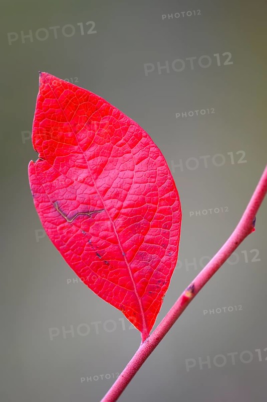 Red leaf of forest blueberry