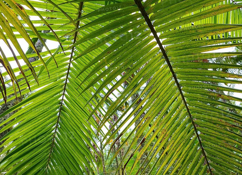 Tree ferns