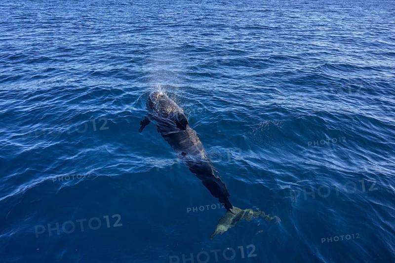 Long-finned pilot whale