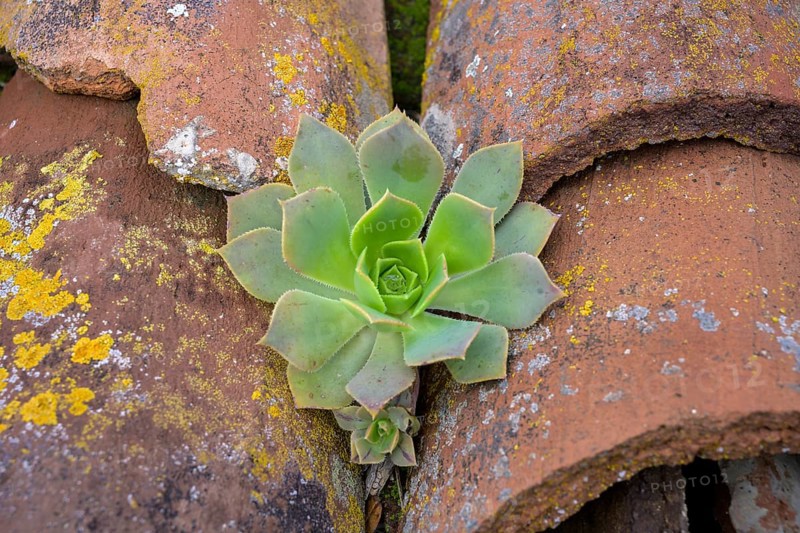 Aeonium