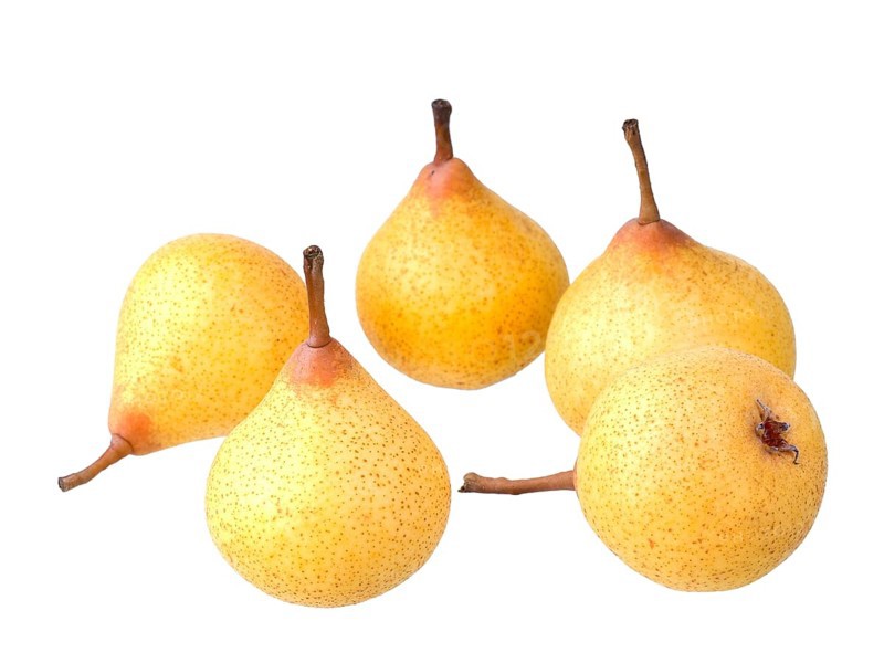 Pear variety Kirchensaller Mostbirne
