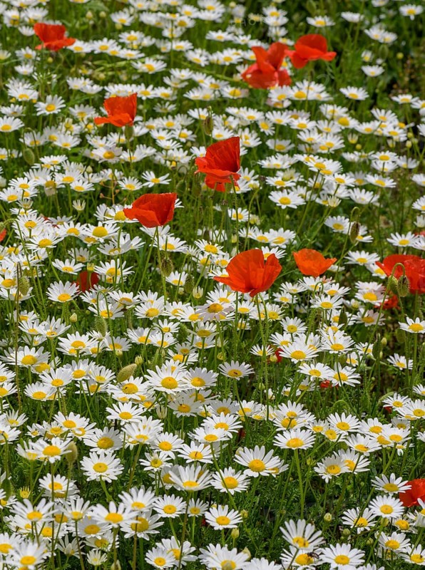 Flowering poppy and daisy field