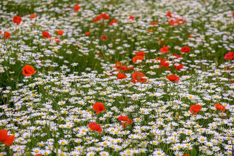 Flowering poppy and daisy field