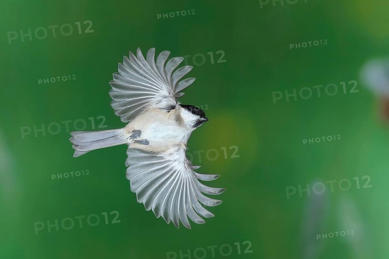 Willow tit