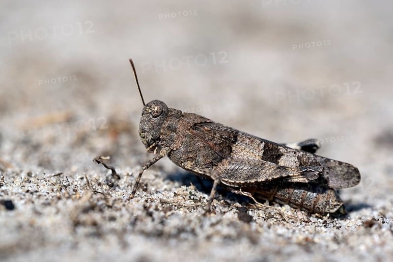 Blue-winged grasshopper