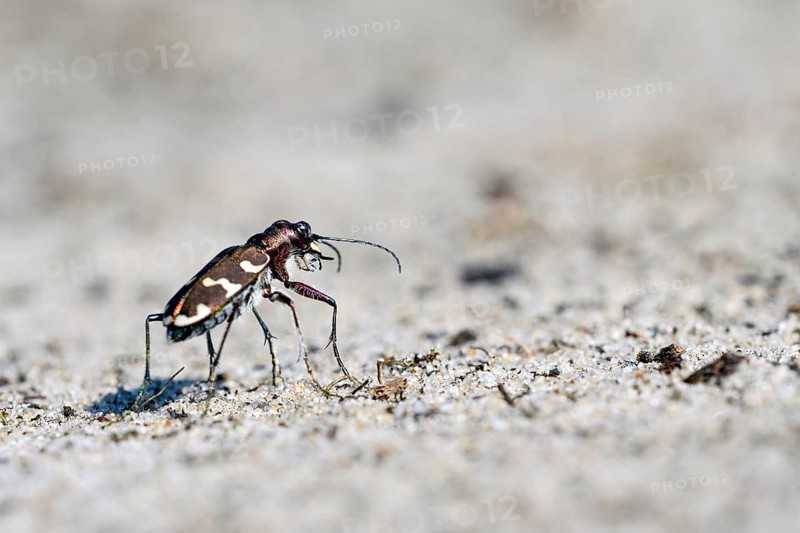Dune Sand Beetle