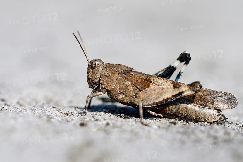Blue-winged grasshopper