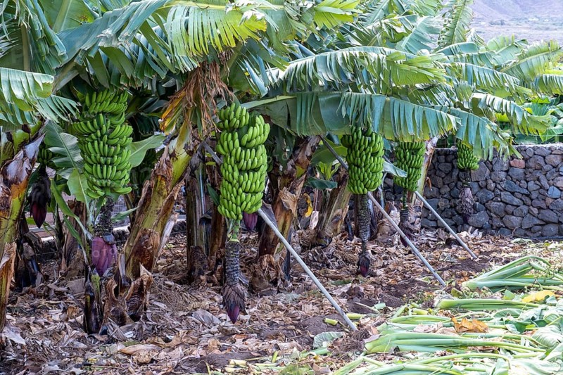 Banana plantation Banana tree
