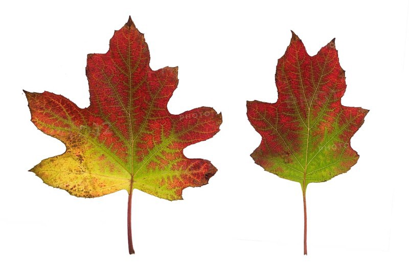Autumn leaves of a hydrangea on a white background