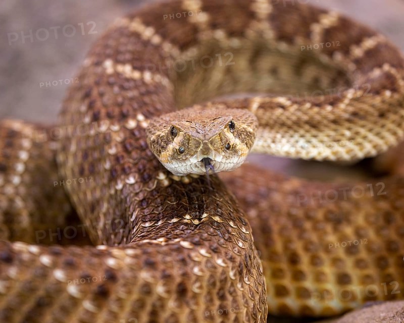 Western diamondback rattlesnake