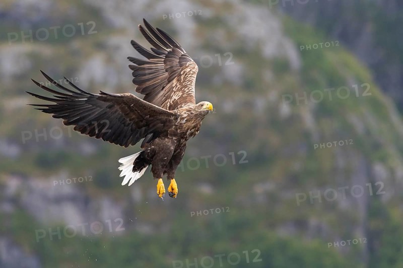 White-tailed eagle