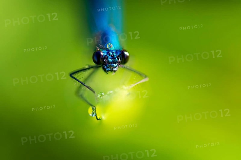 Banded demoiselle