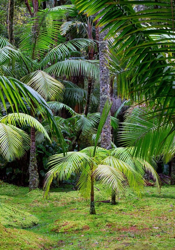 Tree ferns
