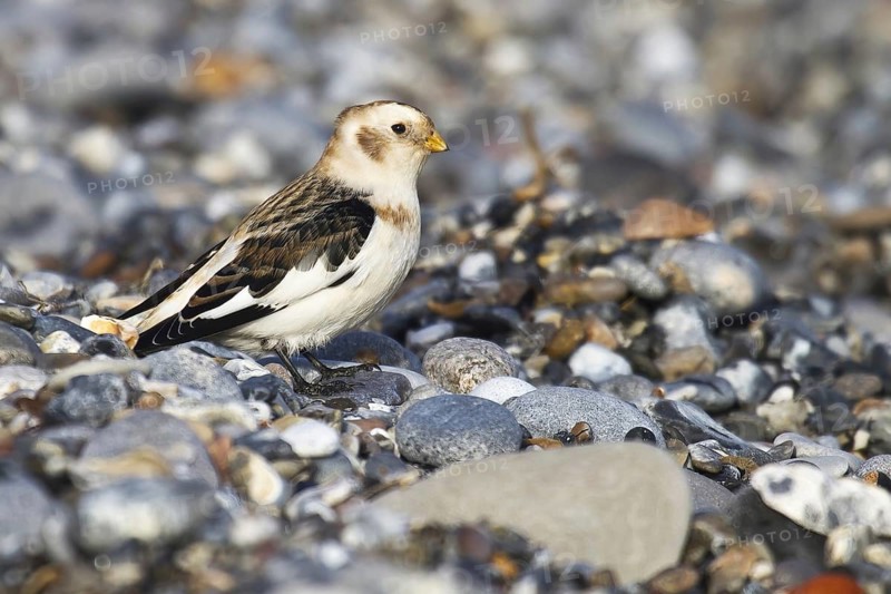 White-winged snowfinch