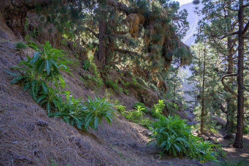 Canary island pine