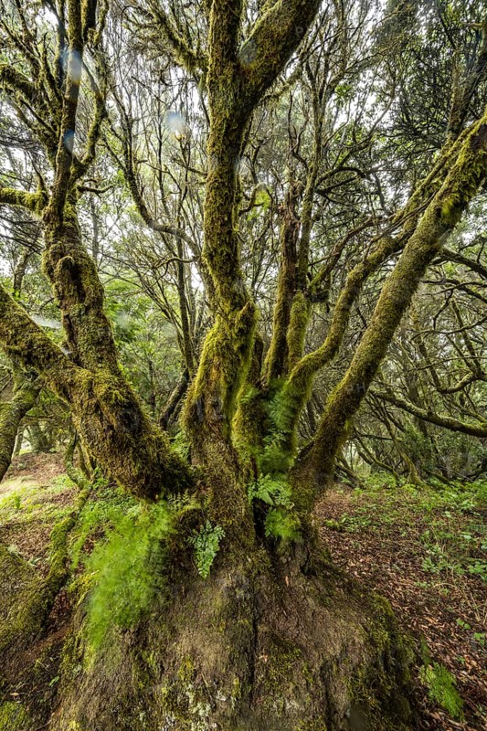 Laurel tree overgrown with moss and fern in cloud forest