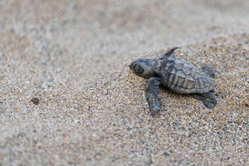 Loggerhead sea turtle