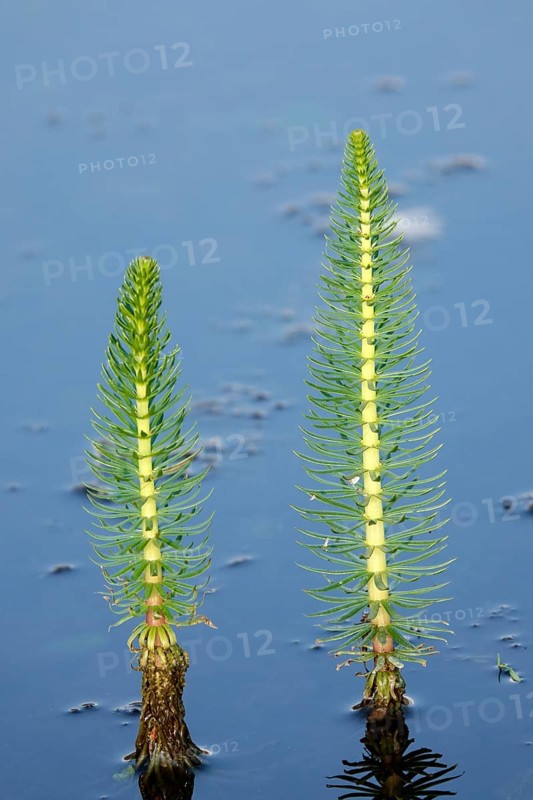 Common common mare's tail