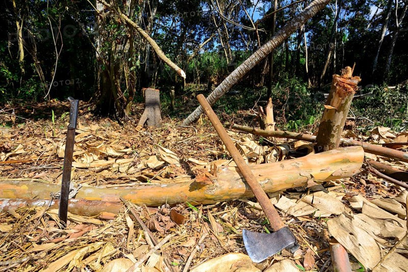 Machete and hatchet by a felled tree