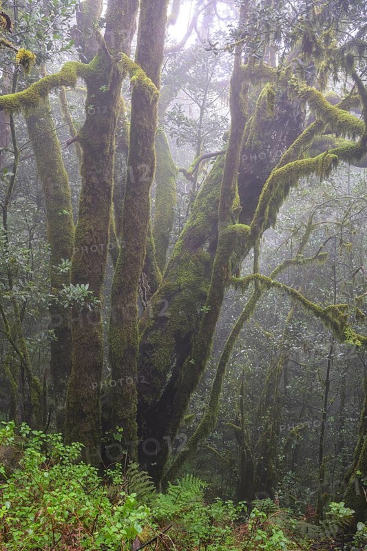 Laurel Forest