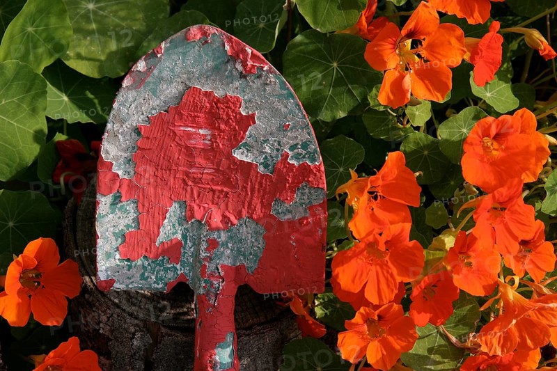 Shovel with red paint residue in front of flowering nasturtium