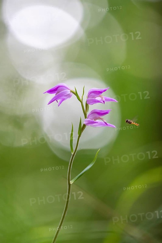 Helleborine