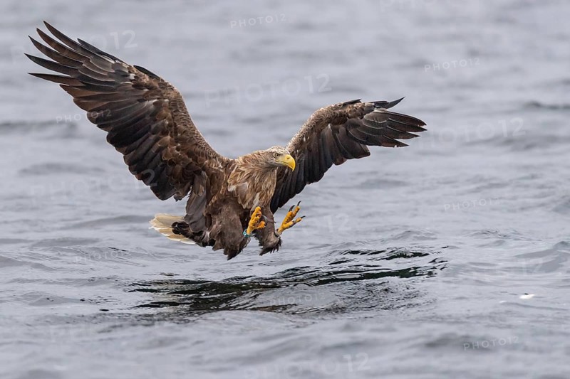 White-tailed eagle