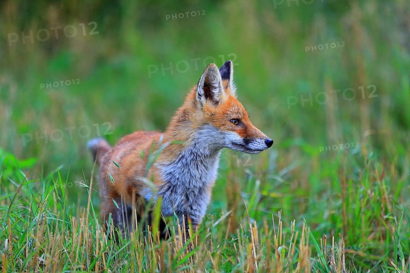 Red fox