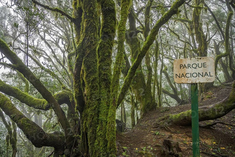 Laurel forest near El Cedro
