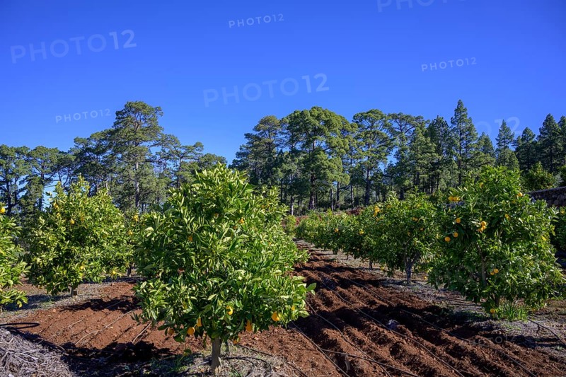 Orange trees