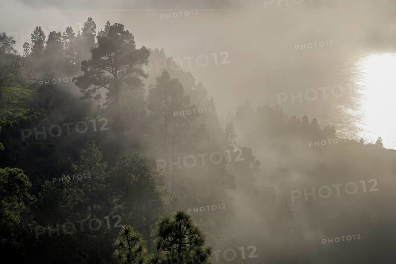 Foggy atmosphere with Canary Island canary island pine