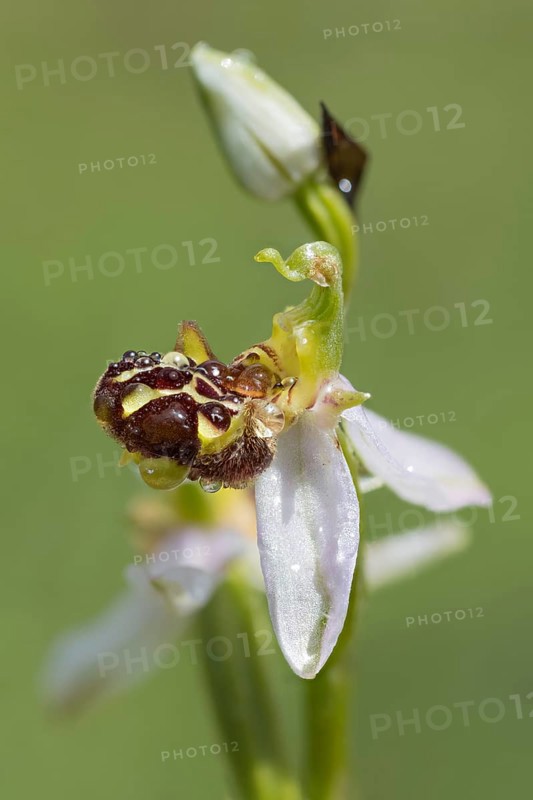 Bee orchid