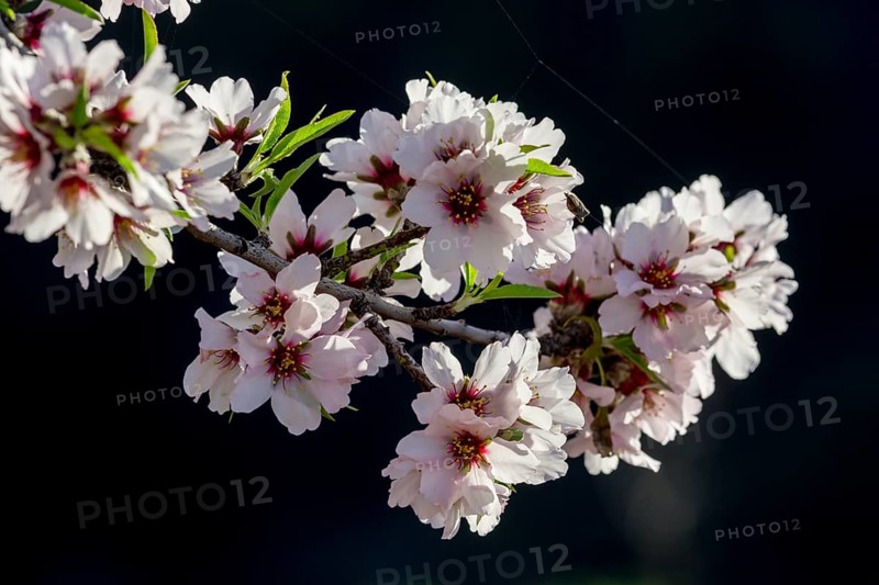 Flowering almond tree