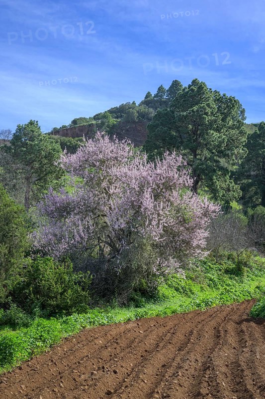 Freshly ploughed field and flowering almond tree
